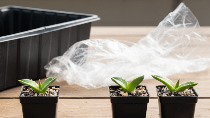 腰水とラップはいつまで続けるか