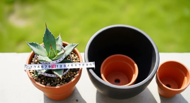 アガベの鉢選び完全ガイド｜育て方とおすすめを紹介 | 珍奇植物 栽培実録