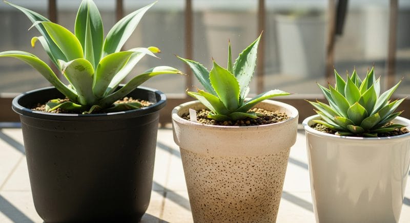 鉢で変わるアガベの成長速度