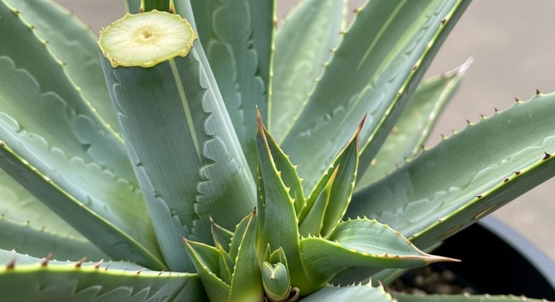 徒長した姿を直すリセット方法とは