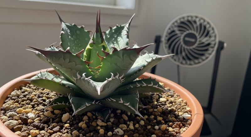 徒長させないための日々の管理術