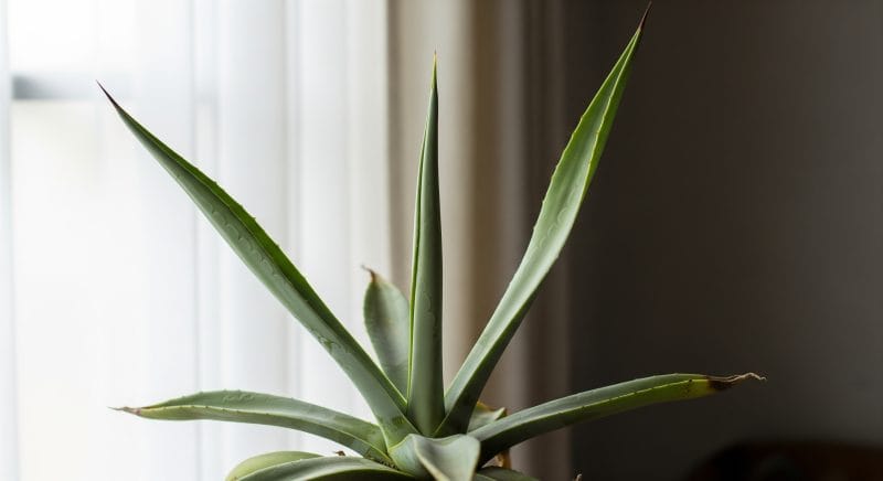 アガベが徒長する4つの主な原因