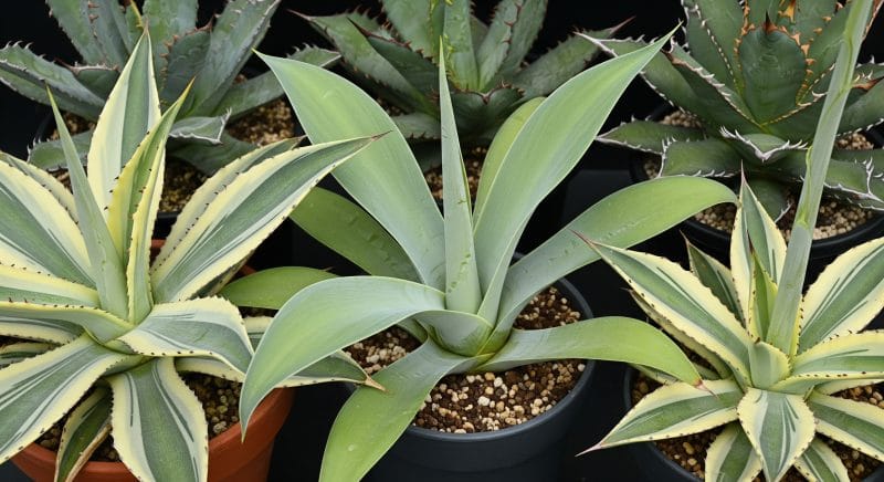 特に注意すべき徒長しやすい品種