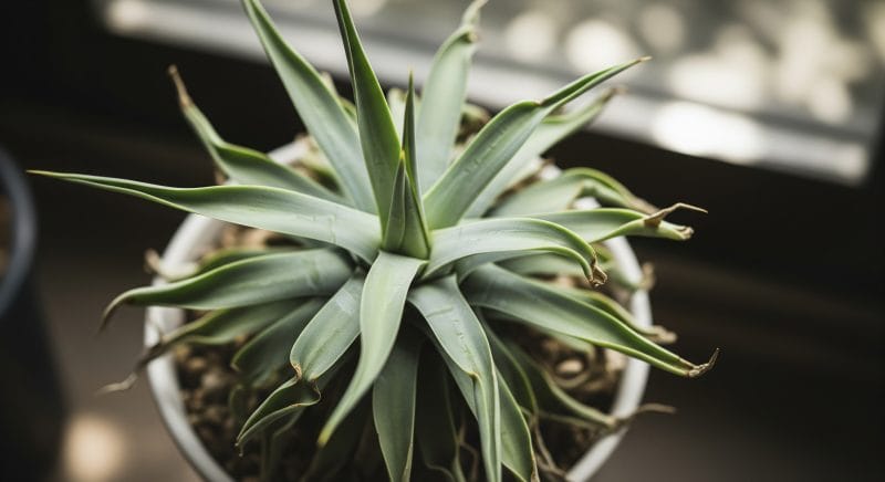 そもそもアガベの徒長とは何か